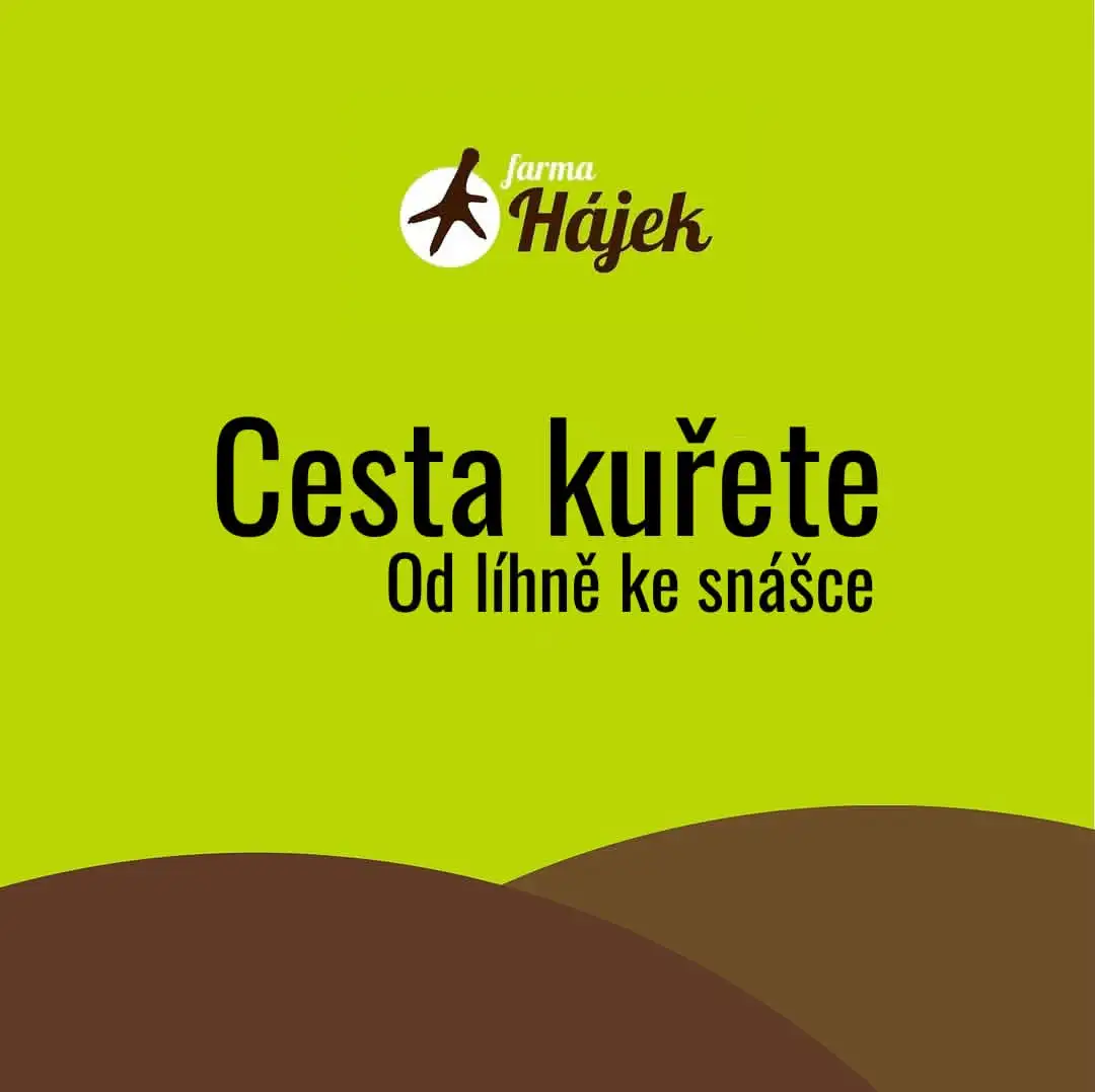 Cesta kuřete